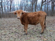 KCCI Cherry Oxide 2017 steer