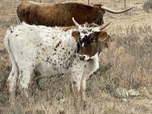 RL Renegade Doe