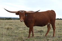 1 BUX 2 REBEL X PRINCESS 20