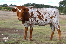 WL REBEL'S PAINTED DREAM