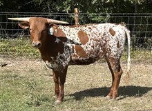 4L Rebels Voodoo La Veau